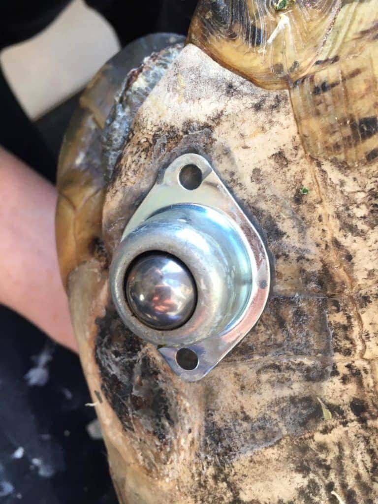 tortoise with an alwayse ball transfer unit as a replacement limb