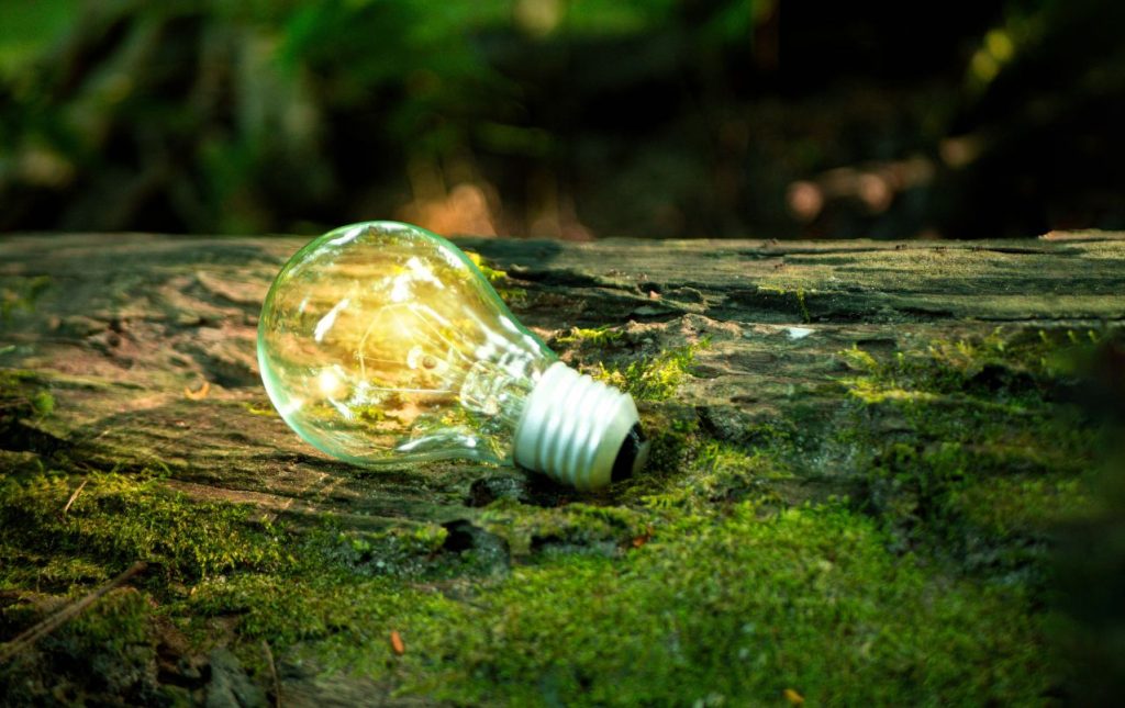 lightbulb in a forest, signifying sustainability